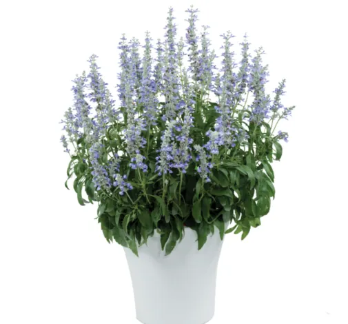 Sallyfun™ Sky Blue