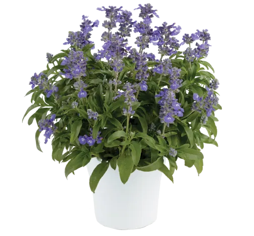 Sallyfun™ Bicolor Blue