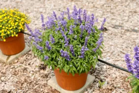 Sallyfun™ Bicolor Blue