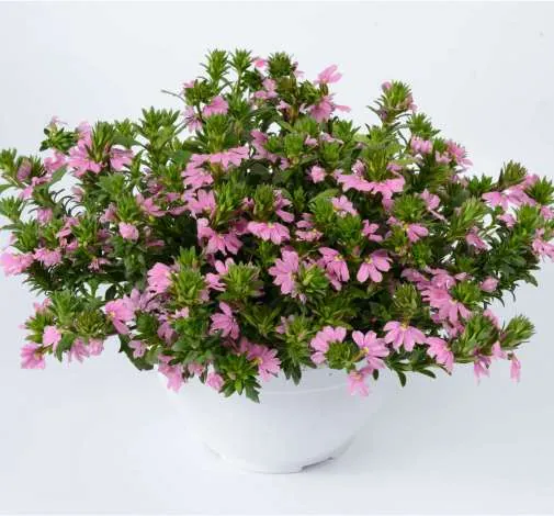 BLESSING™ Pink