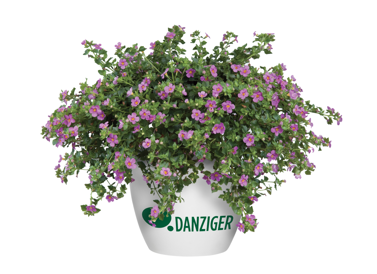 Scopia® Great Pink Beauty - Danziger