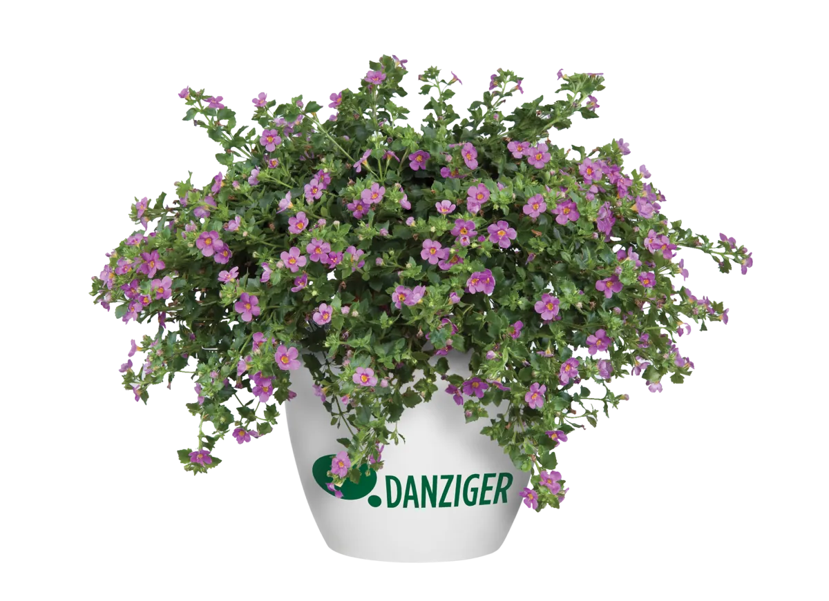 Scopia® Great Pink Beauty
