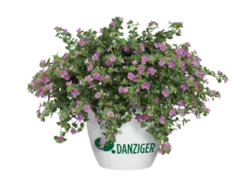 Scopia® Great Pink Beauty