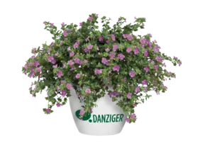 Scopia® Great Pink Beauty