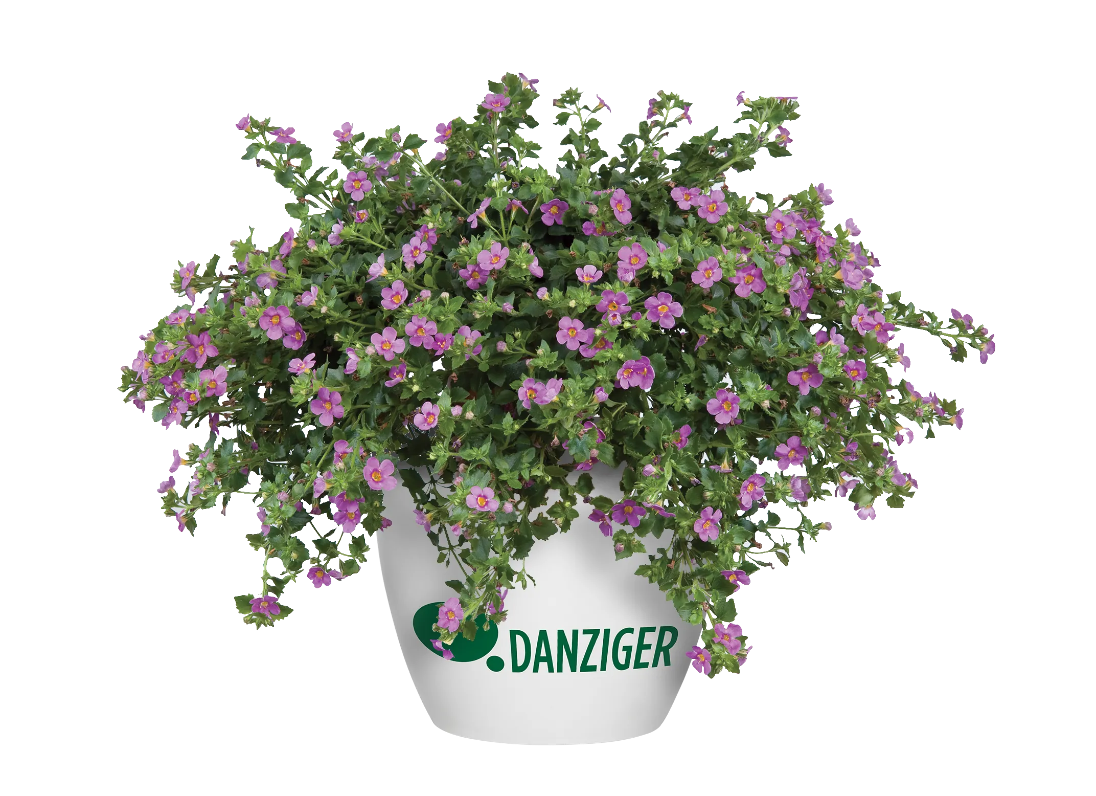 Scopia® Great Pink Beauty - Danziger