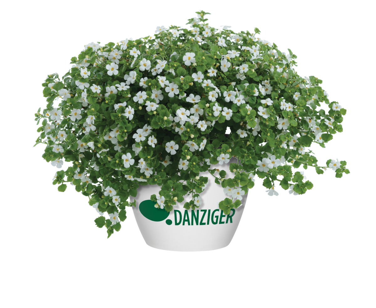 Scopia® Gulliver Dynamic White - Danziger