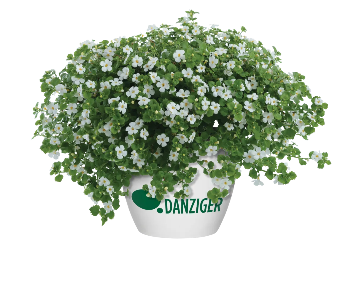 Scopia® Gulliver Dynamic White