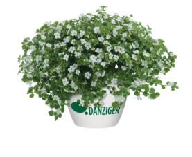Scopia® Gulliver Dynamic White