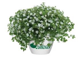 Scopia® Gulliver Dynamic White