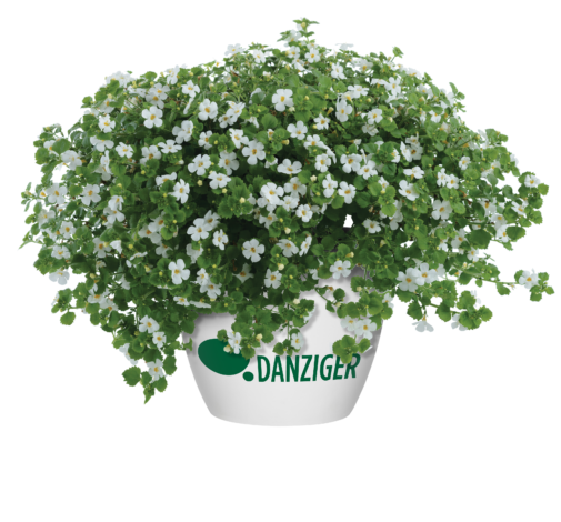 Scopia® Gulliver Dynamic White