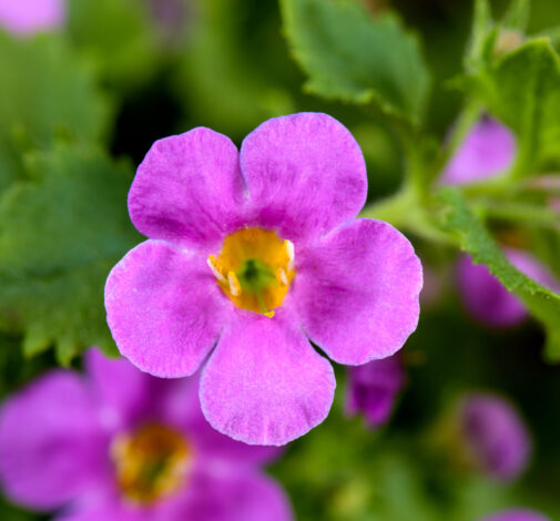 Scopia® Gulliver Pink