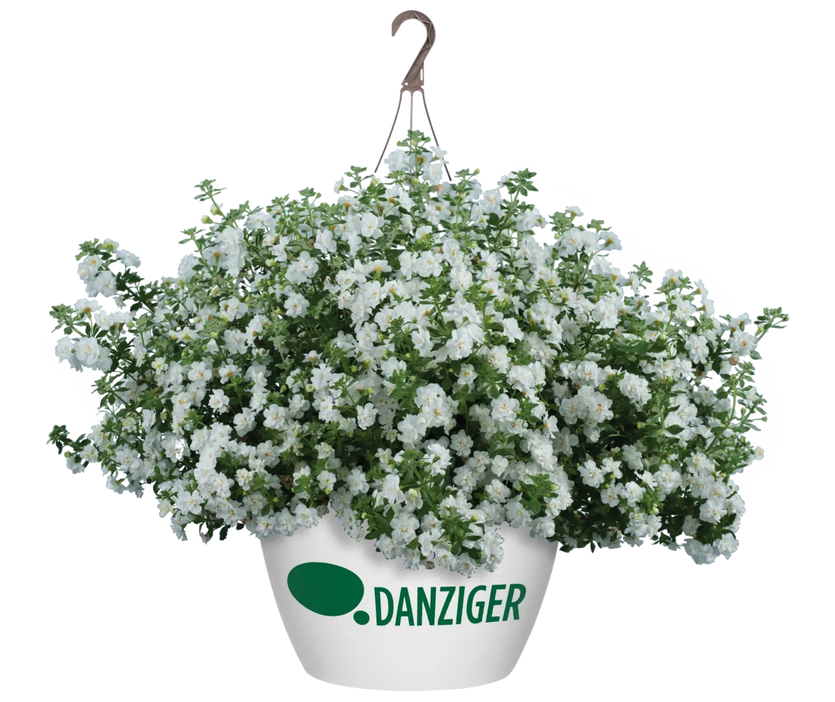 Scopia® Double Snowball
