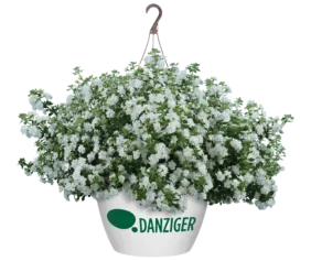 Scopia® Double Snowball