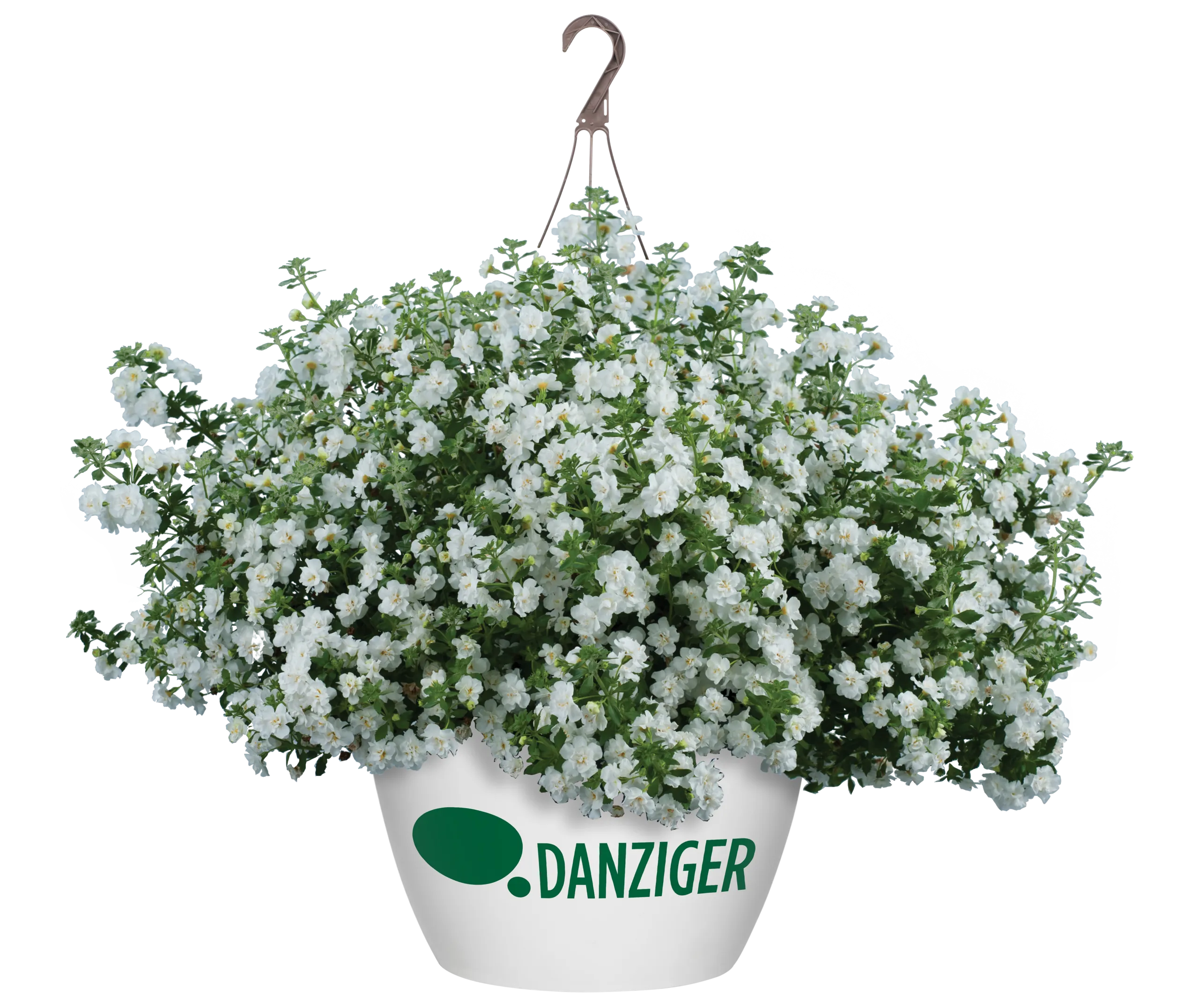 Scopia® Double Snowball - Danziger