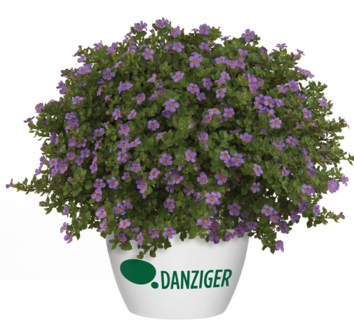 Scopia® Great Regal Blue