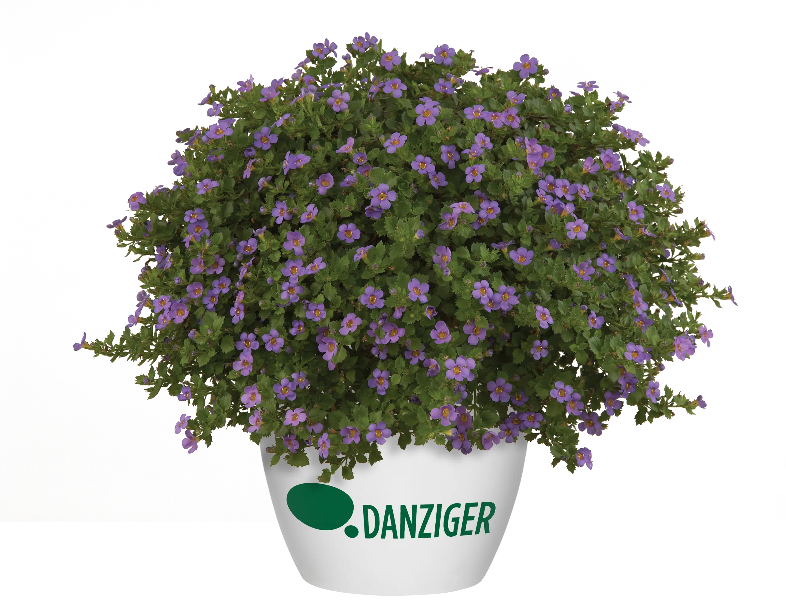 Scopia® Great Regal Blue - Danziger