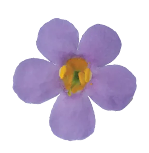 Scopia® Great Regal Blue