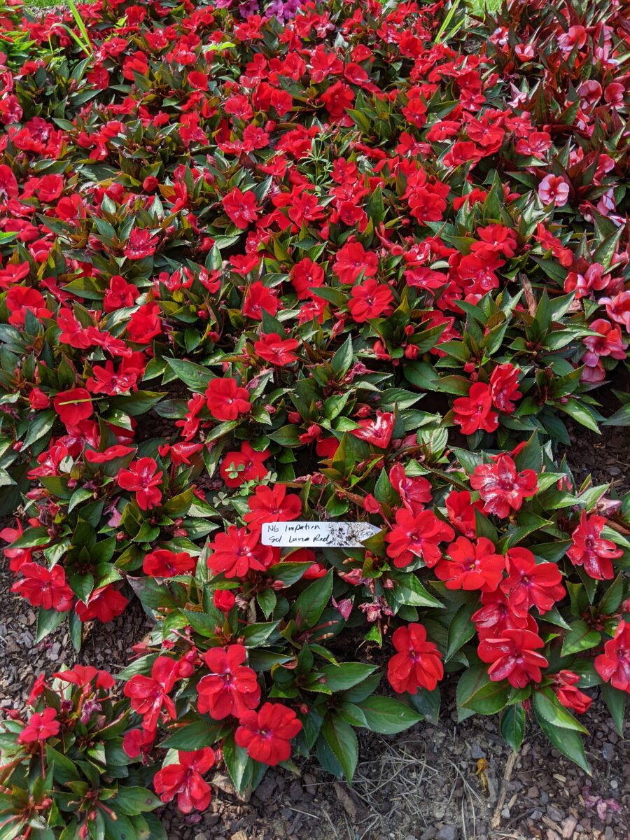 Sol Luna™ Compact Candy Apple - Danziger