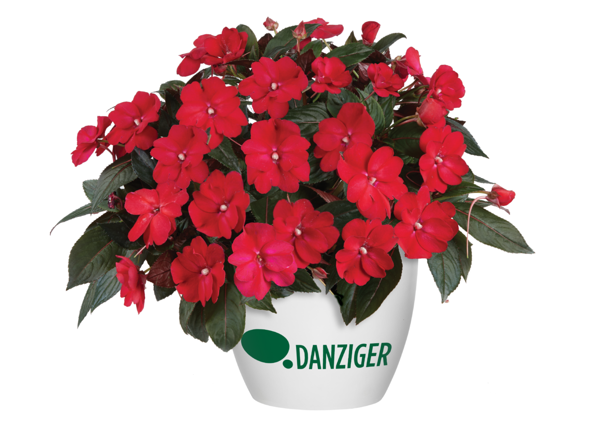 Flowerしゃぼんイヤリング、ジーナシス・fifth・アダムエロペ Sol Luna™ Compact Candy Apple - Danziger