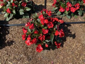 Sol Luna™ Candy Apple