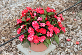 Sol Luna™ Candy Apple