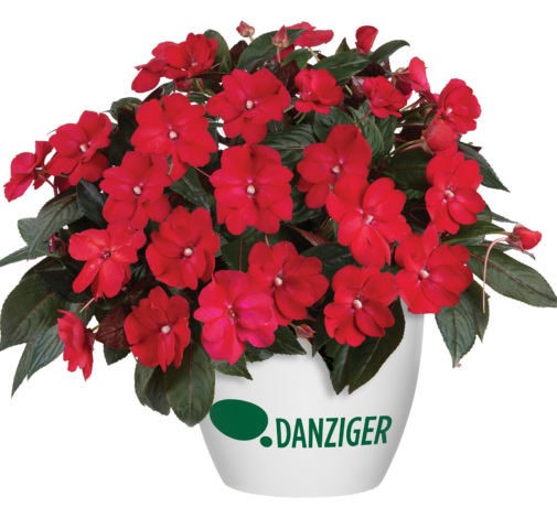 Sol Luna™ Candy Apple