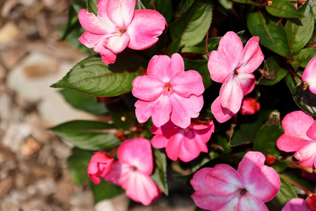 Sol Luna™ Pink