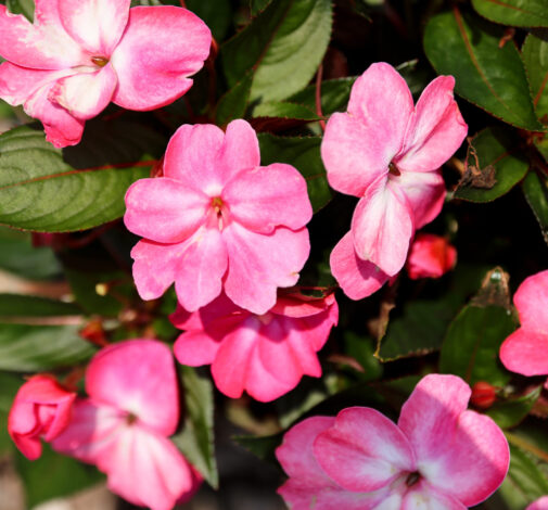 Sol Luna™ Pink