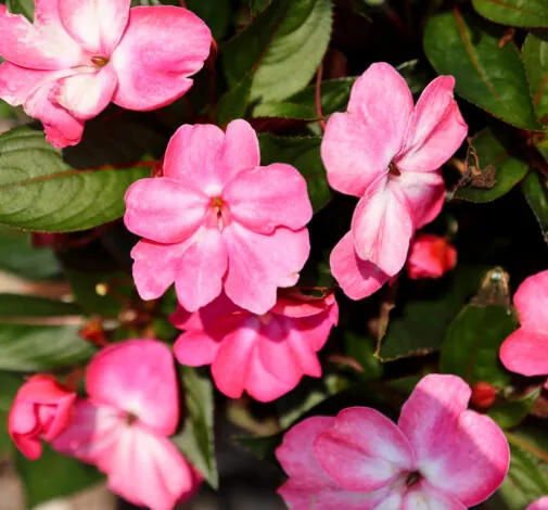 Sol Luna™ Pink