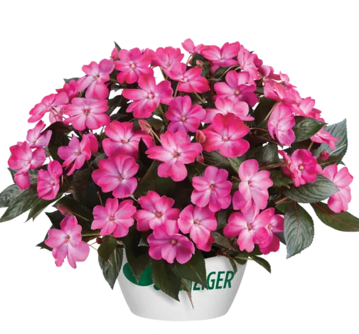 Sol Luna™ Pink