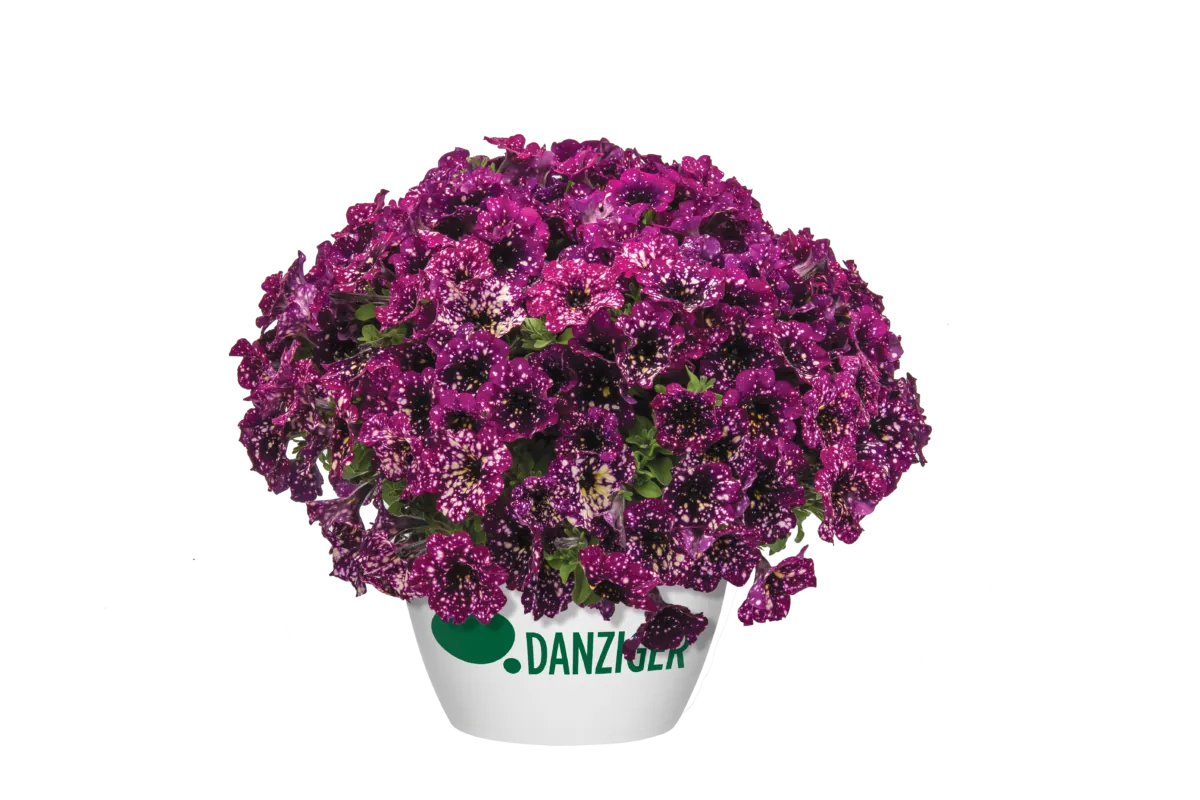 SPLASH DANCE® Magenta Mambo