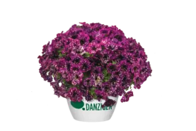 SPLASH DANCE® Magenta Mambo