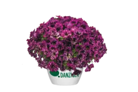 SPLASH DANCE® Magenta Mambo