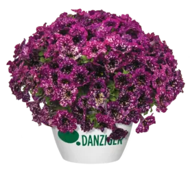 SPLASH DANCE® Magenta Mambo