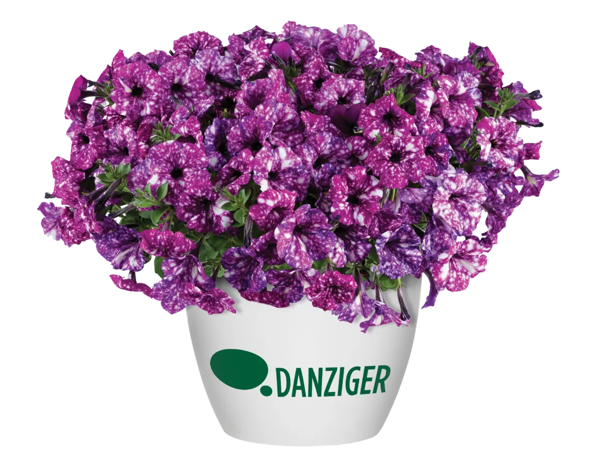 SPLASH DANCE® Purple Polka