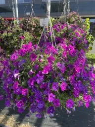 SPLASH DANCE® Purple Polka