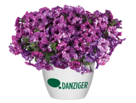 SPLASH DANCE® Purple Polka