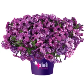 Splash Dance™ Purple Polka