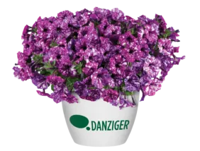 SPLASH DANCE® Purple Polka
