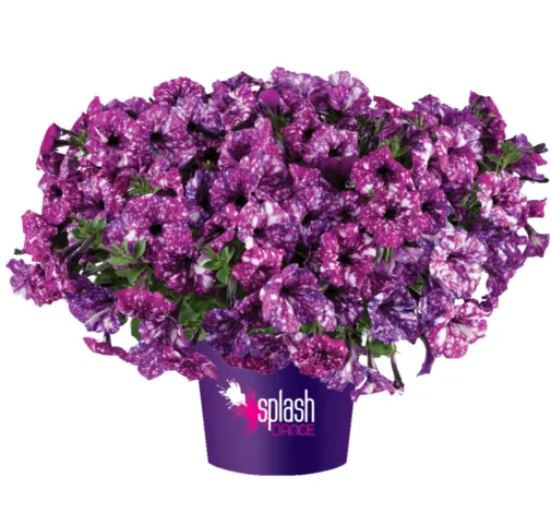 Splash Dance™ Purple Polka