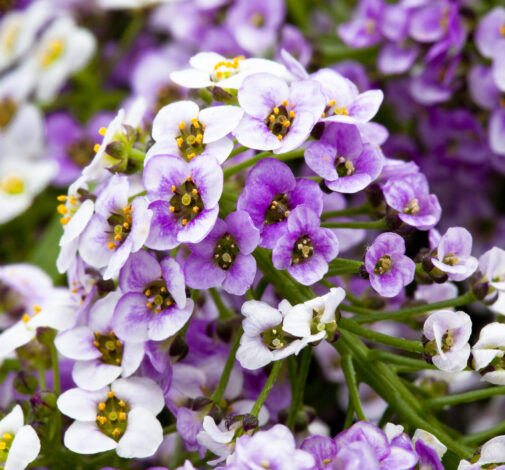 Lavender Stream™