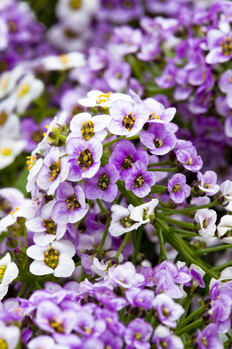 Lavender Stream™ - Danziger