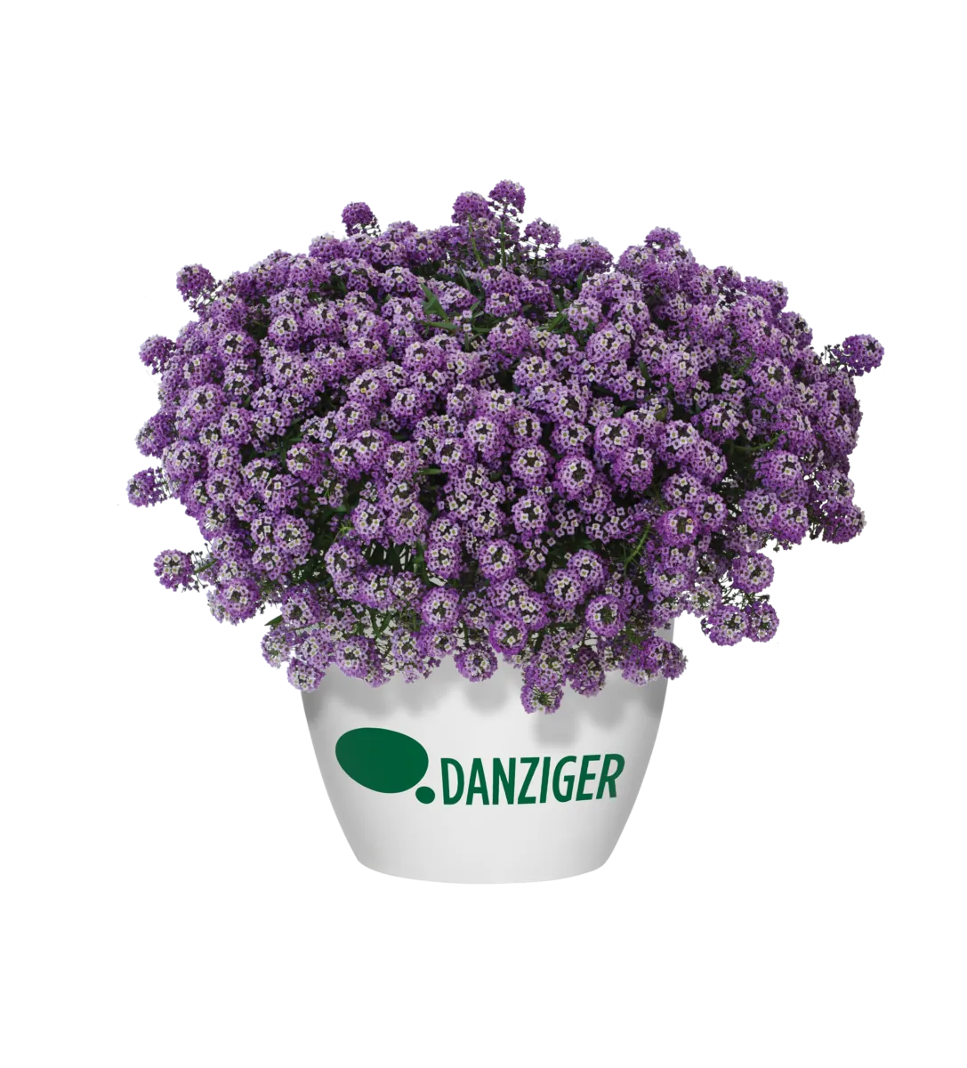 Lavender Stream™
