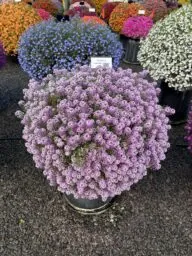Lavender Stream™