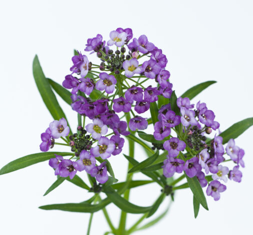 Lavender Stream™