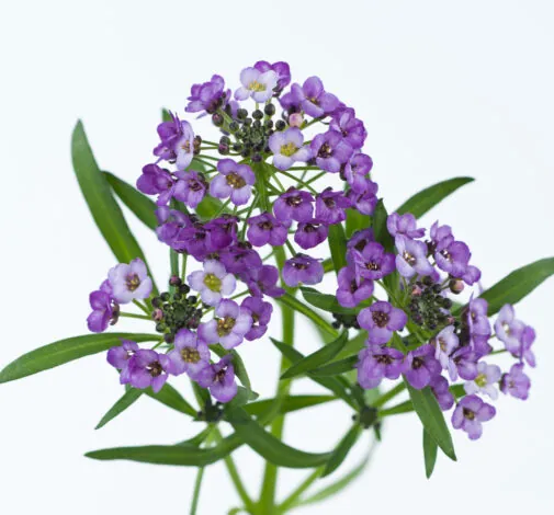 Lavender Stream™
