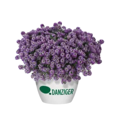 Lavender Stream™