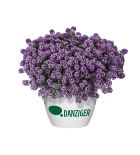 Lavender Stream™