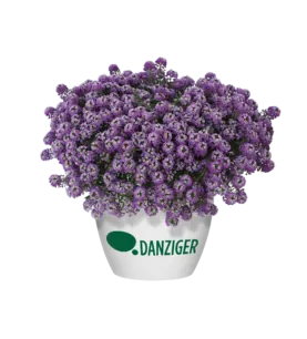 Lavender Stream™