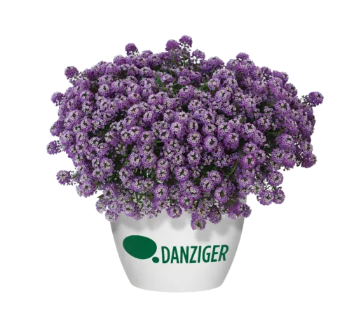 Lavender Stream™